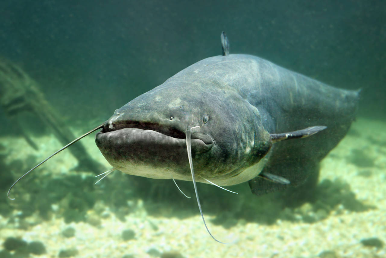Close-up picture of a Catfish Silurus Glanis under water